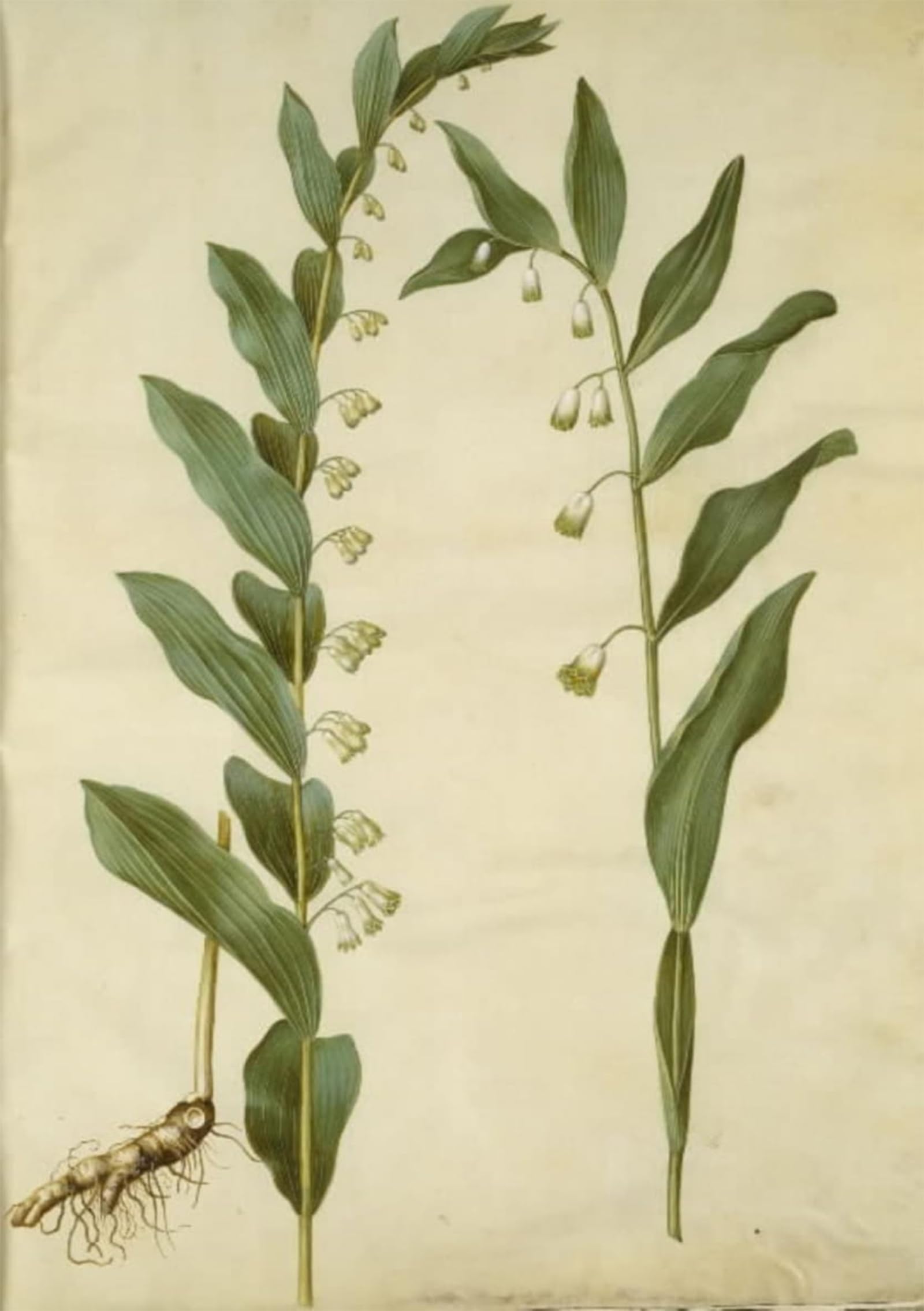 SERENDIPITP Vintage Wall Art Canvas Nordic Poster Canvas Print Picture Polygonatum Multiflorum Odorous Polygonatum by Hans Simon Holtzbecker Wall Art Poster for Home Decor 60x90cm