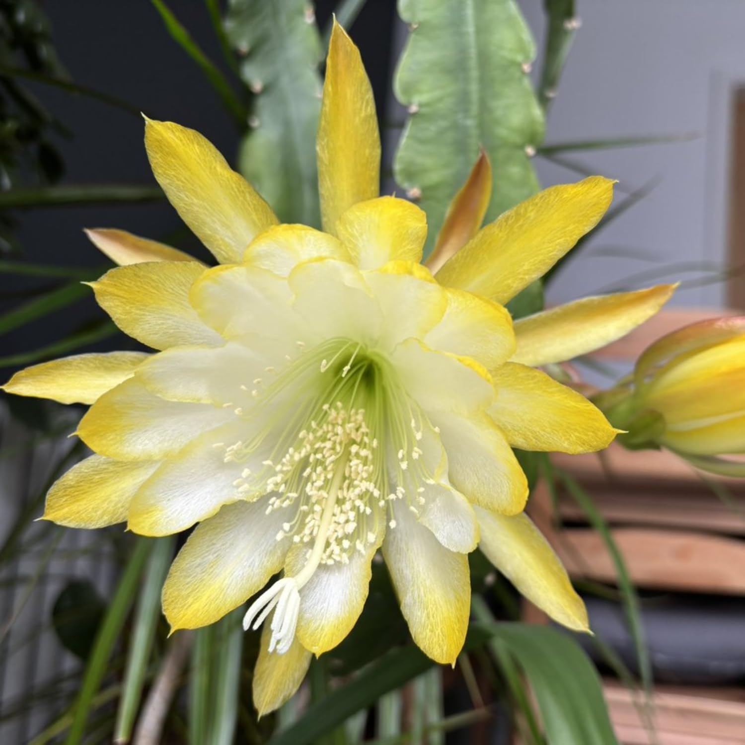 Epiphyllum Orchid Cactus Live Plant, 2 Plants Per Pot, Blooming Orchid Cactus for Indoor or Outdoor Growing (Yellow Epiphyllum)