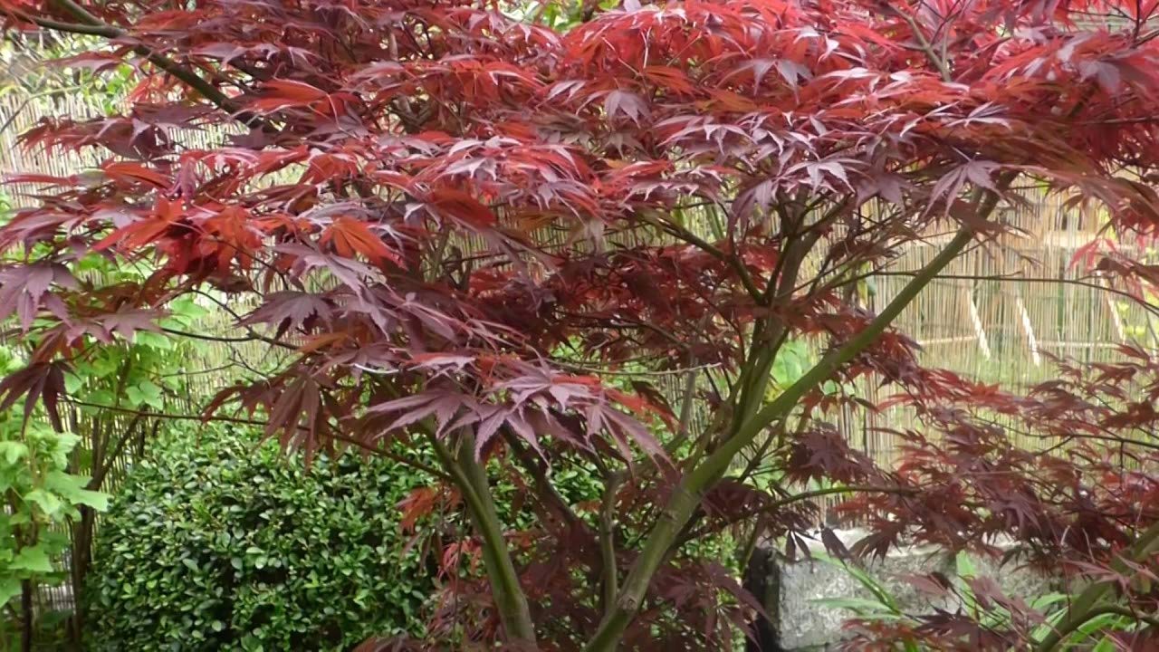 Graines d'érable japonais pourpre Acer palmatum Atropurpureum 30