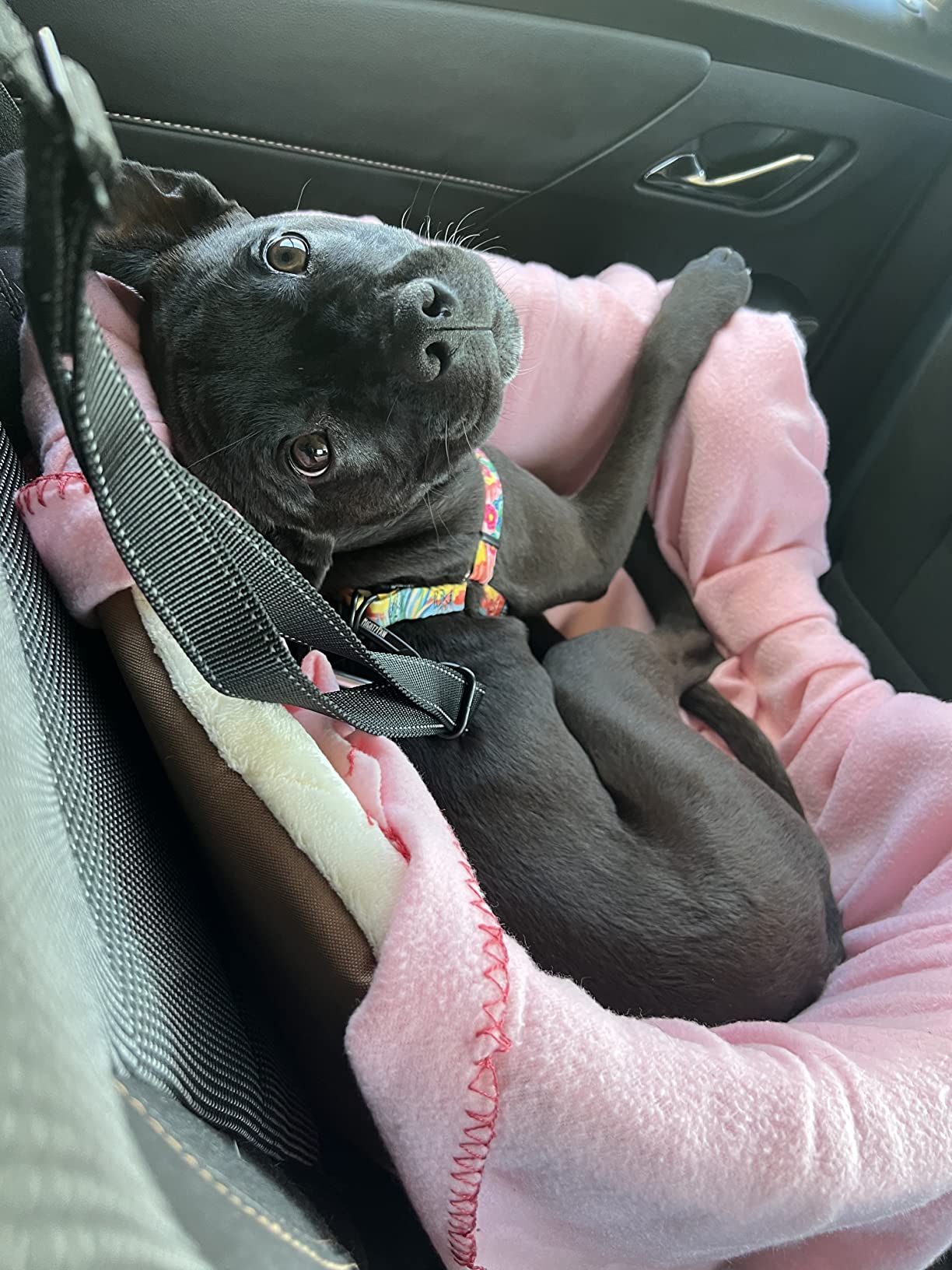 11/mo Finance Amazon Basics Pet Car Booster Bucket Seat Buy Now