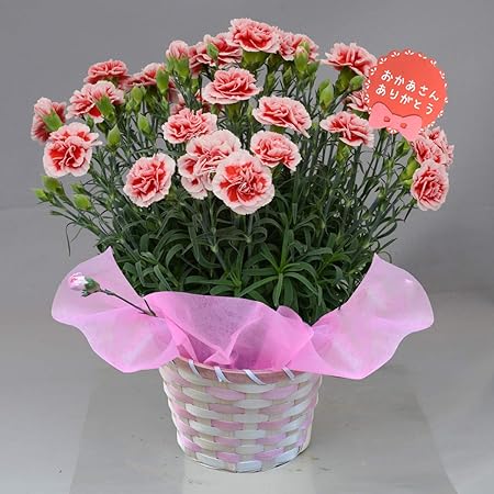 Amazon 母の日 ギフト カーネーション 鉢植え 5号鉢 プレゼント いちごピンク ほんまもん屋 Hanaファクトリー 観葉植物 通販