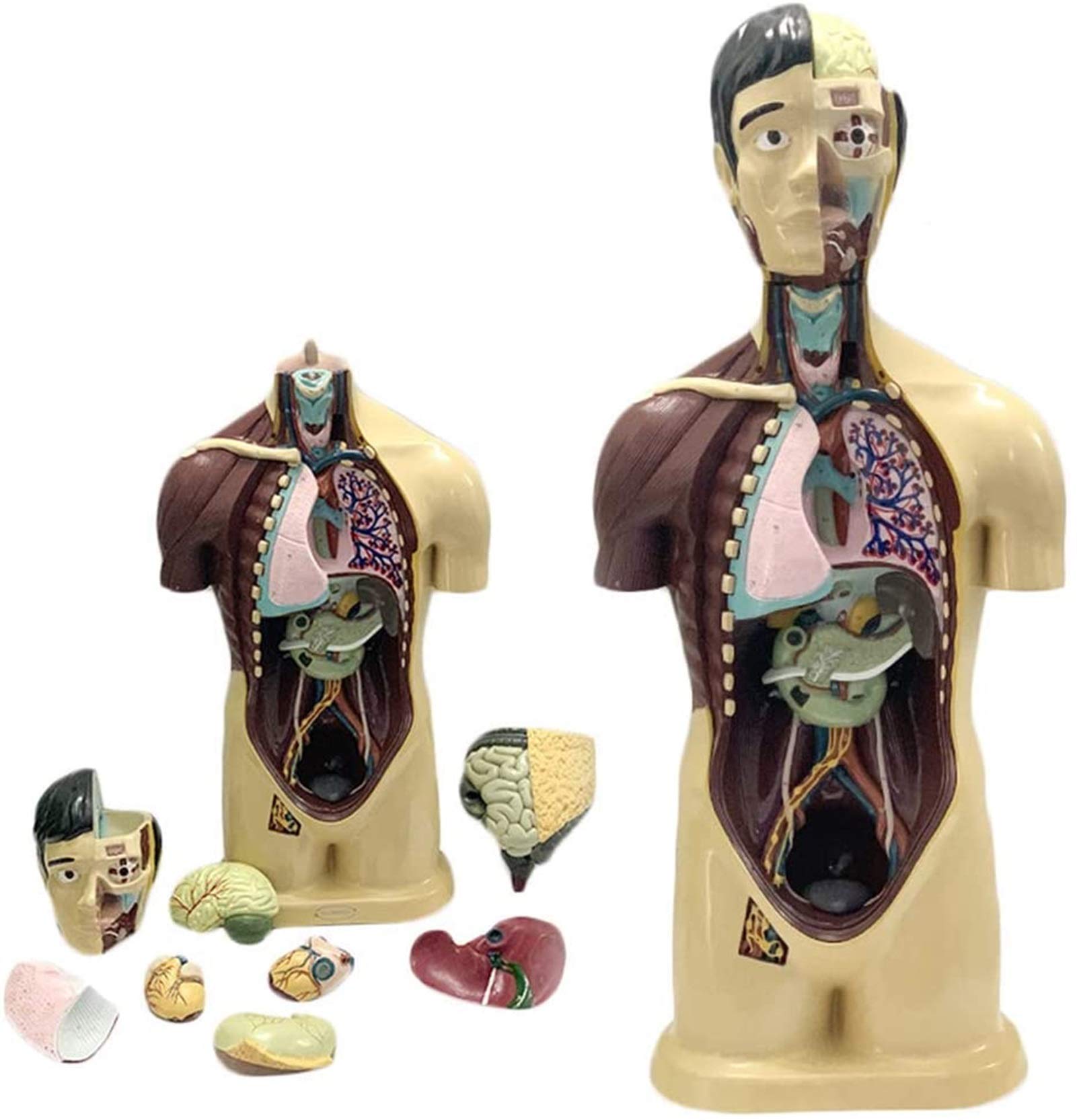 Modele medyczne, Model tułowia człowieka Model anatomiczny tułowia Narzędzie do nauczania biologii Anatomiczna replika blatu, modele medyczne i materiały edukacyjne