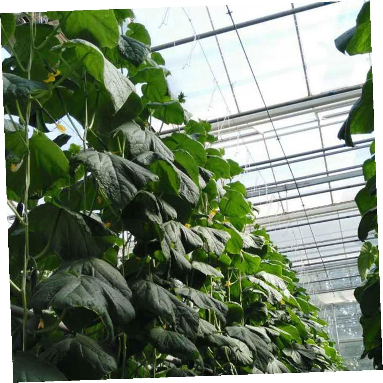 BESPORTBLE 2 Set di Cetrioli Appesi Piantine di Pomodoro Gancio Pomodori Controllo A più Livelli Verdure Picchetti Recinzione Palo Pianta Sollevato Twist Impilabile Pisello Stecca in Acciaio