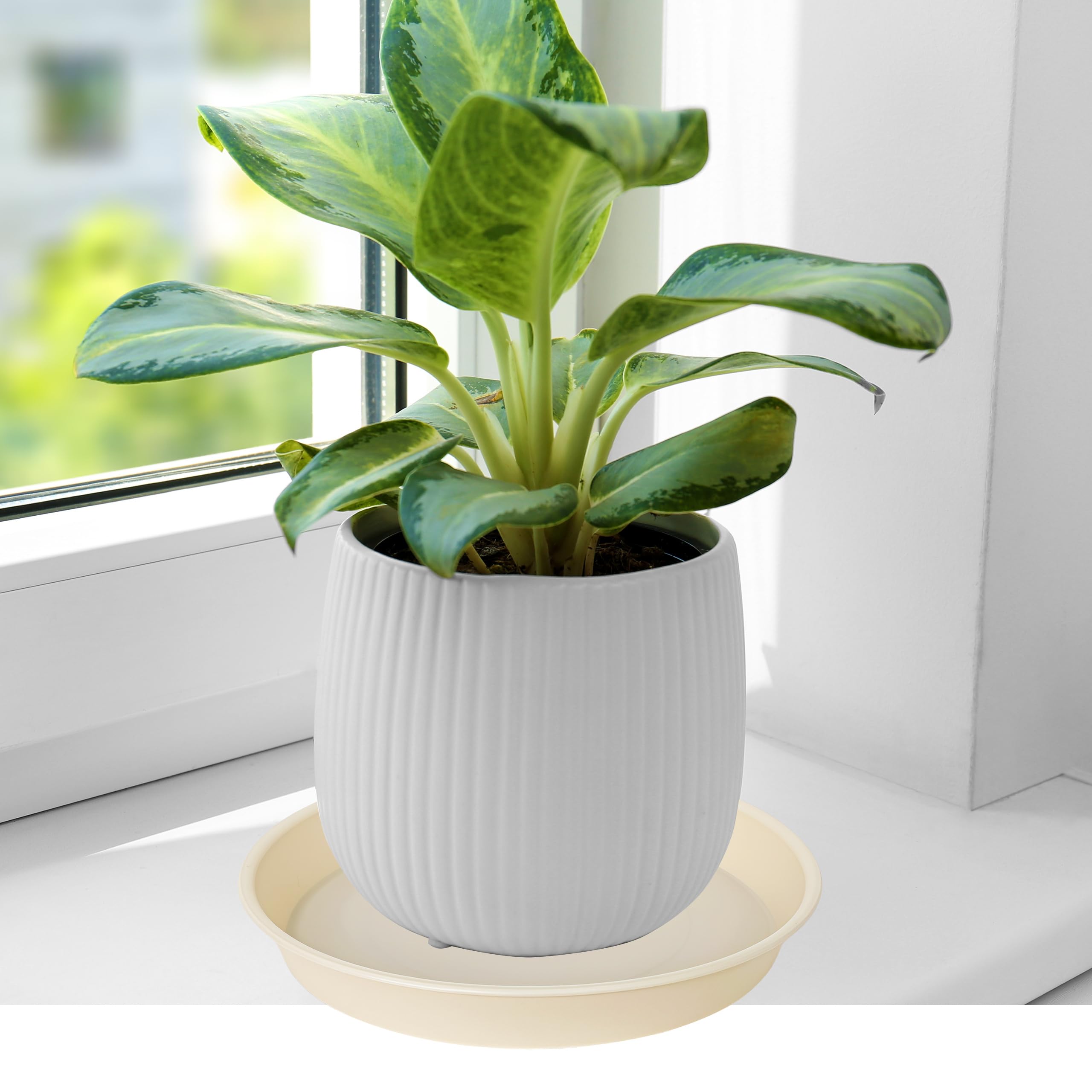 Amazon.com: Bleuhome 6 Pack of 12 inch Plant Saucer, Heavy Duty Plastic Plant  Saucer 12" Round, Durable Plant Tray for Pots, Plant Saucers for Indoors,  Plant Trays for Planter (12", Beige) :