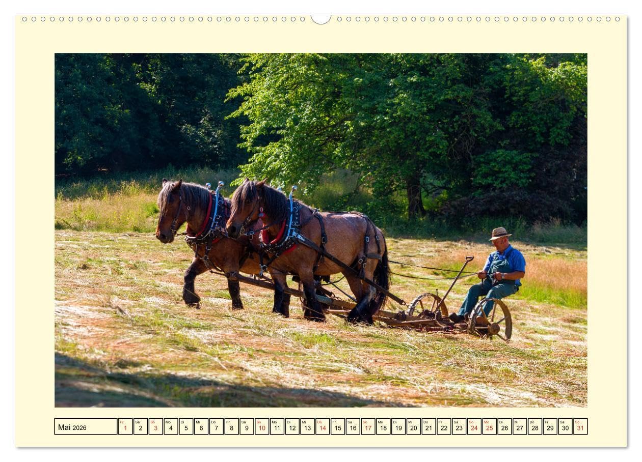 Arbeitspferde - Alltag des belgischen Kaltbluts (hochwertiger Premium Wandkalender 2026 DIN A2 quer), Kunstdruck in Hochglanz: Dieser Kalender zeigt ... belgischen Kaltblütern (CALVENDO Mobilitaet)