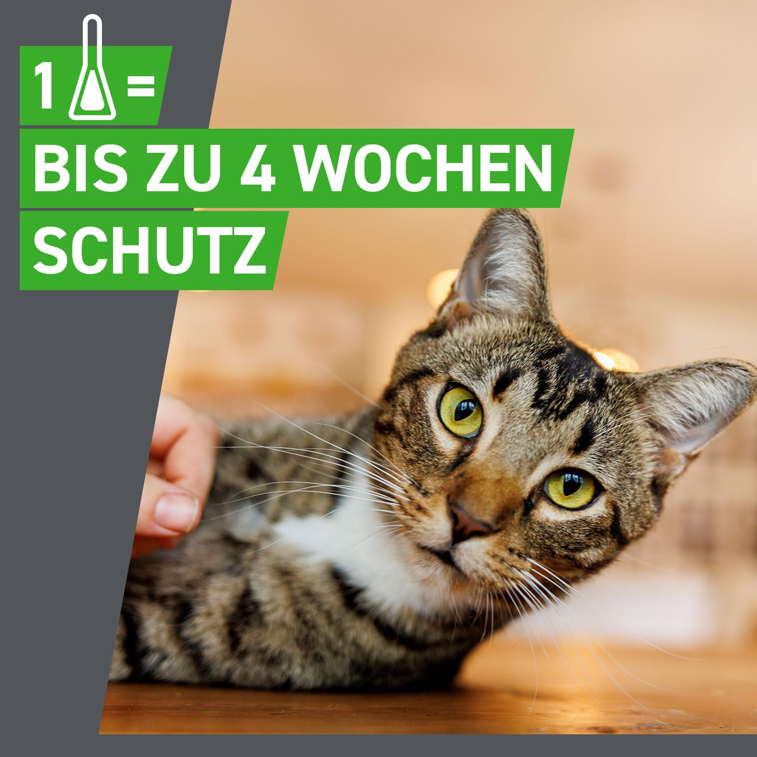 FRONTLINE Combo Katze gegen Zecken, Flöhe & Haarlinge (für Jede Größe & Gewicht) - 6X Pipetten für bis zu 6 Monate Schutz - auch gegen Floheier, Larven & Puppen im Haushalt - wasserfest