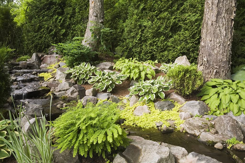 Bloomique - Set de 3 - Lysimachia nummularia - Hierba del dinero/moneda - Plantas de estanque - Acuáticas - Resistente al frío - Altura 10-20 cm - Maceta 9 cm