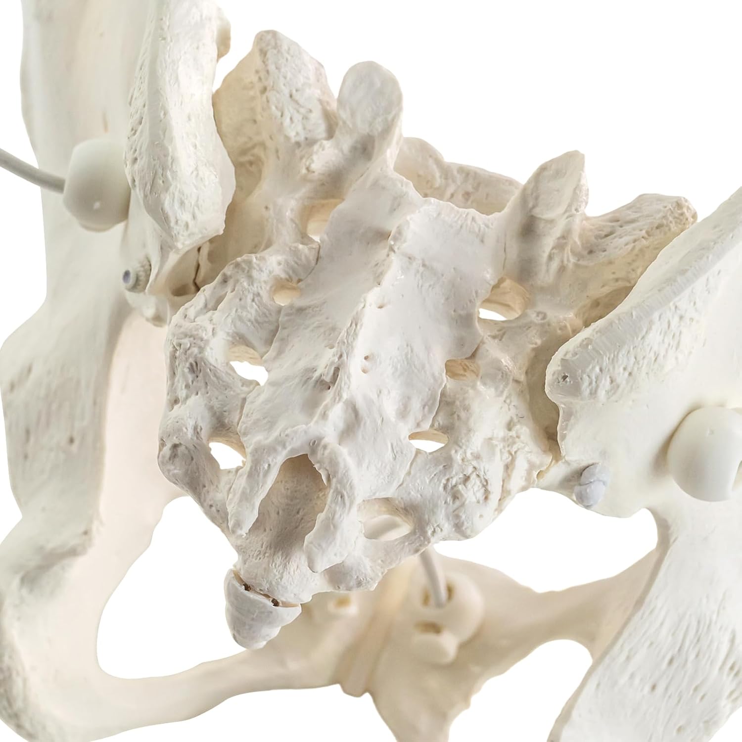 Life-Size Female Pelvis Skeleton Model with Elastic Cords - Anatomically Accurate Medical Anatomy Teaching Tool