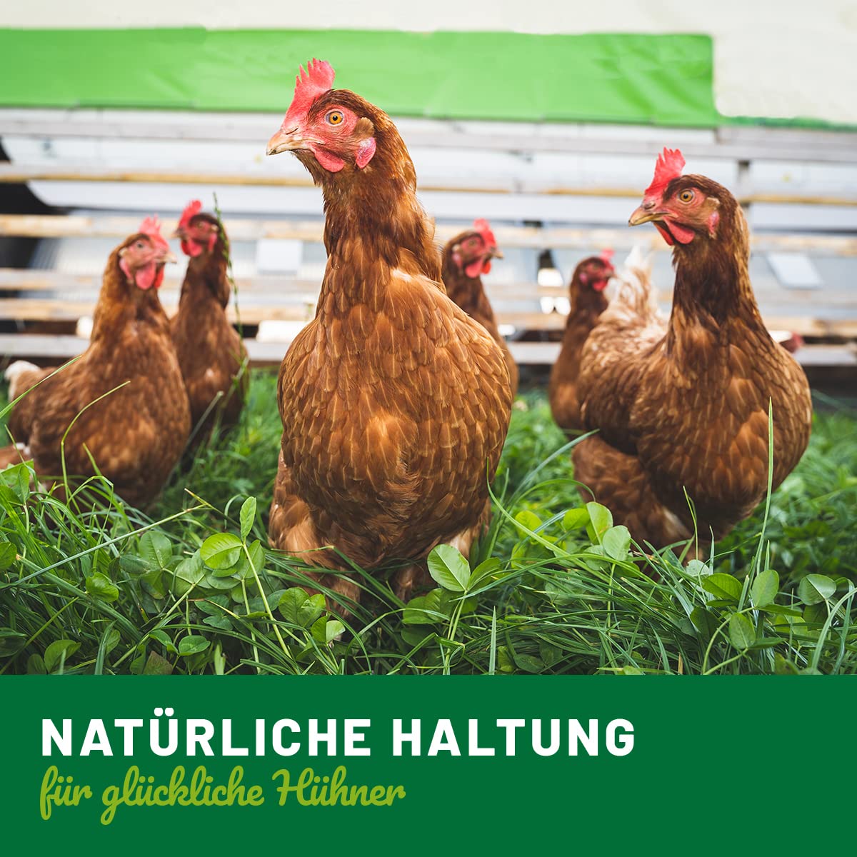 HÜHNER Land 4in1 Complete 1kg pour volaille - complément Alimentaire pour Poulets, vitamines pour Poulets, Vitamine C, Vitamine B, Plumage, système immunitaire, estomac et intestins