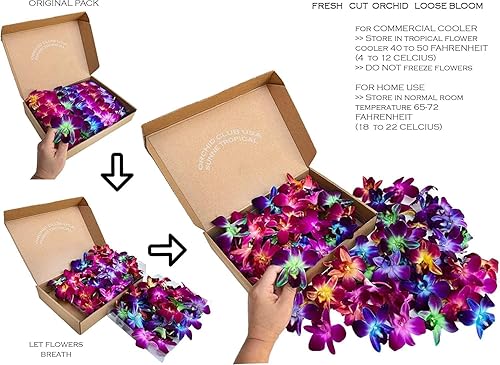 Miniatura 7 de Miami Fresh Orchid Flower OrchidClub USA Sunne Tropical Loose Bloom DIY Lei, decoración de alimentos y bebidas 5050 (amarillo y azul)
