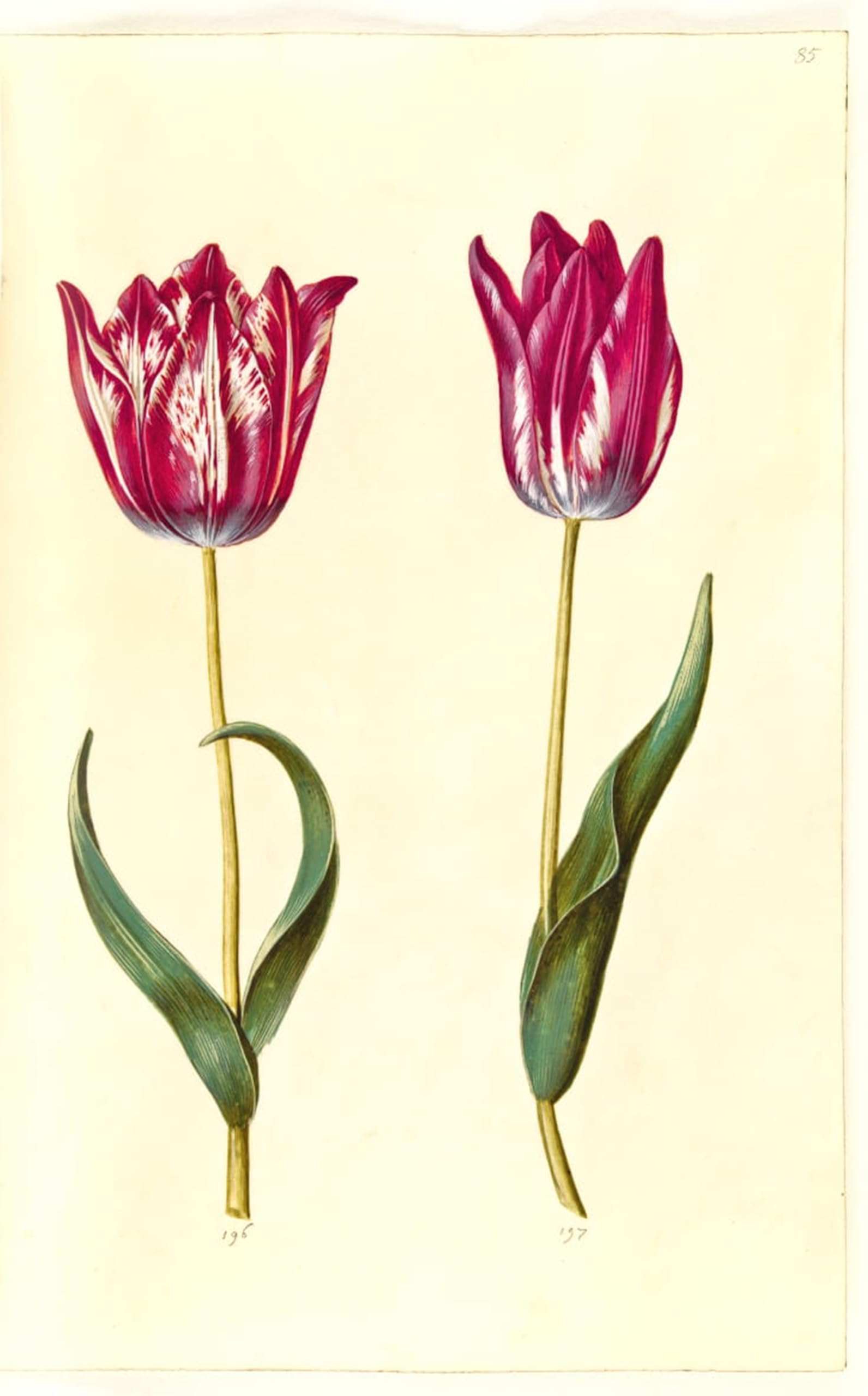 ARTXLXXBN Famous Print Painting Colorful Art Print Tulipa Gesneriana by Hans Simon Holtzbecker Canvas Art Decorations for Home Decor 60x90cm