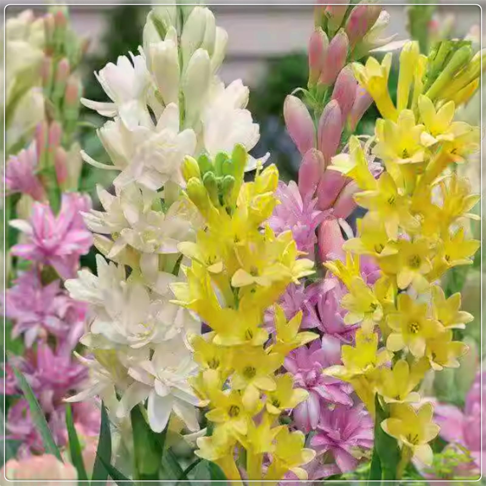 Premium Tuberose Bulbs – Night-Blooming, Highly Fragrant & Simple to Grow – Perfect for Gardens, Cut Flowers & Enchanting Displays-6 Bulbs-E