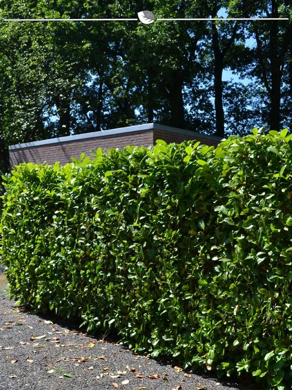 Kirschlorbeer Prunus Novita 140-160 cm im Topf. 30 St. Kirschlorbeer Hecke  : Amazon.de: Garten