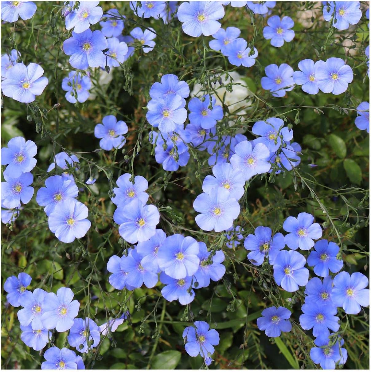 Everwilde Farms - 1 Lb Blue Flax Wildflower Seeds - Gold Vault