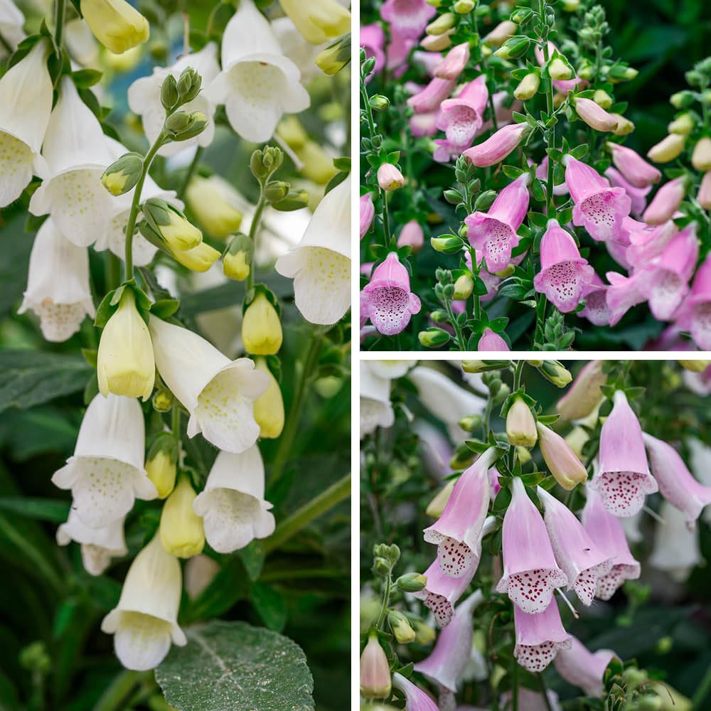 Yougarden Foxglove Collection (3 X 3L Pot) Multi 3X3l Pot