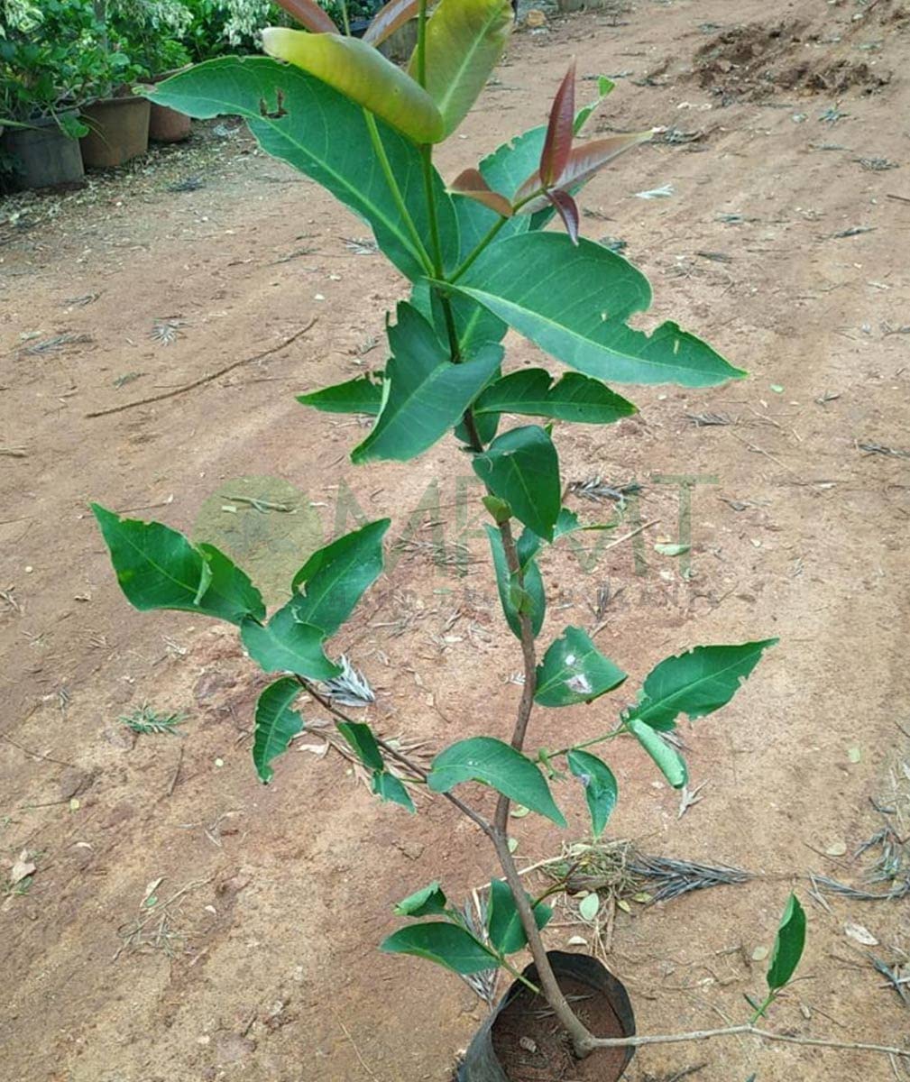 Cloud Farm Air Layered Water Apple Live Plant[CF25] (B09Y3FKMYK) Amazon Price History, Amazon Price Tracker