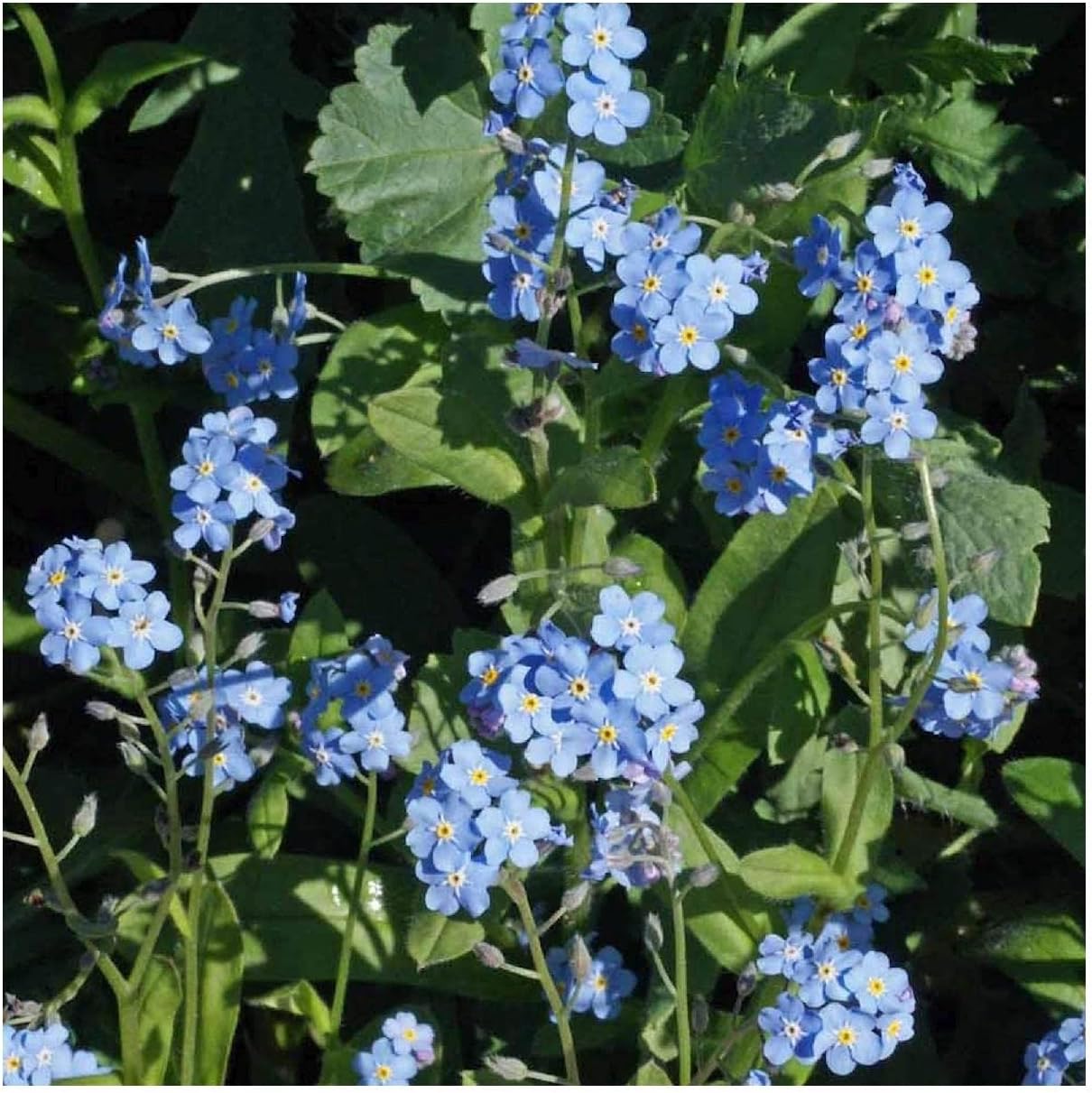 Everwilde Farms - 1/4 Lb Forget-Me-Not Wildflower Seeds - Gold Vault