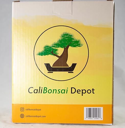 Miniatura 8 de Maceta ovalada Shohin para bonsái, cactus y suculentas + malla de 6 x 4.5 x 2.5 pulgadas, esmaltada con manchas azules