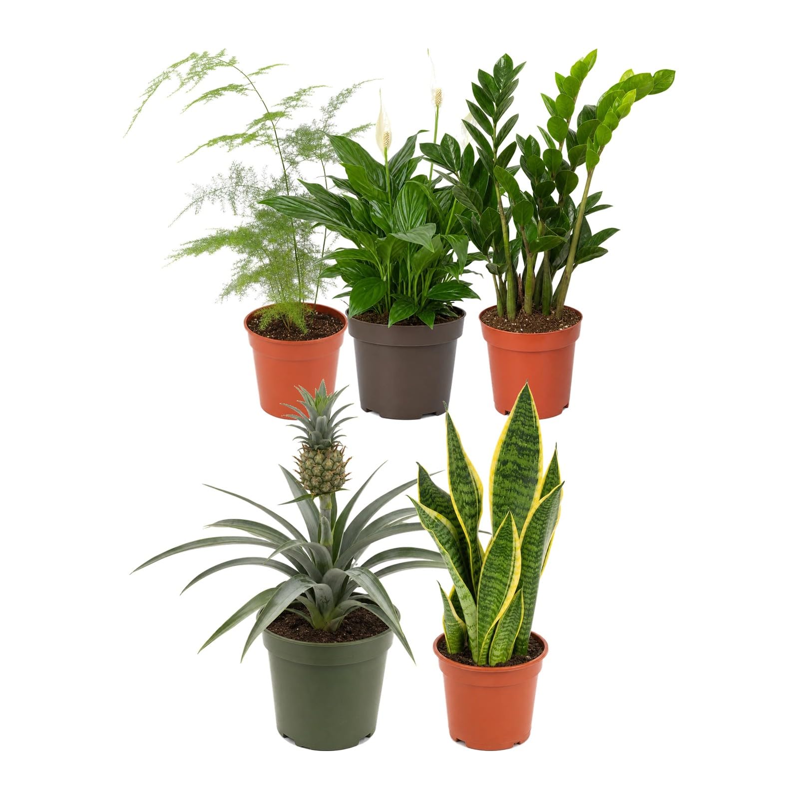 DECOALIVE Pack de 5 Plantas Naturales de Interior para Salón y Rincón Verde - Selección Variada