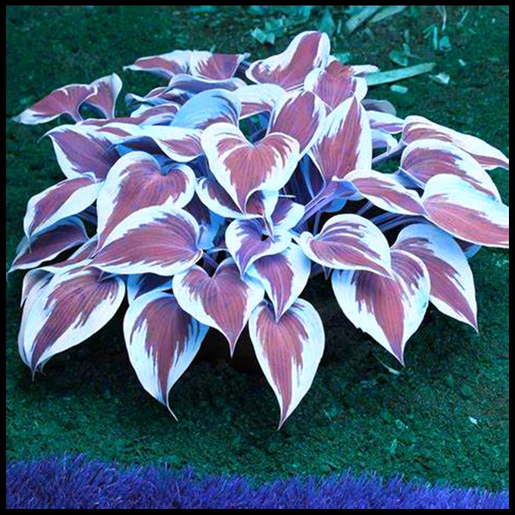 Excellent Display, Cut Flowers, Hosta Bulbs for Planting, Natural Organic, Wedding Flowers, Good for Containers-8 Bulbs-H