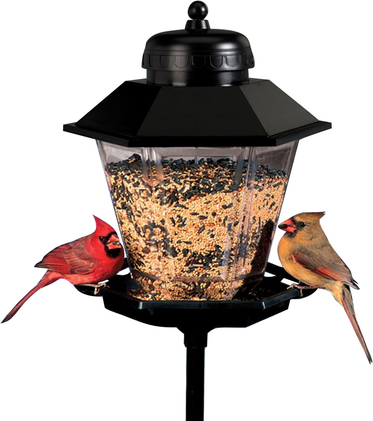 Coach Lamp Bird Feeder Amazon.it Giardino e giardinaggio