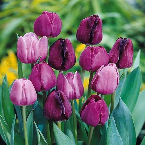 Miniatura 2 de Tulipanes, mezcla de princesa, bulbos de tulipán, 10 unidades, flores moradas reales y rosas bonitas