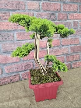 Yapay Bonsai A ac , 45 Cm, Ger ek Dekoratif G vde, K rm z  Saks da