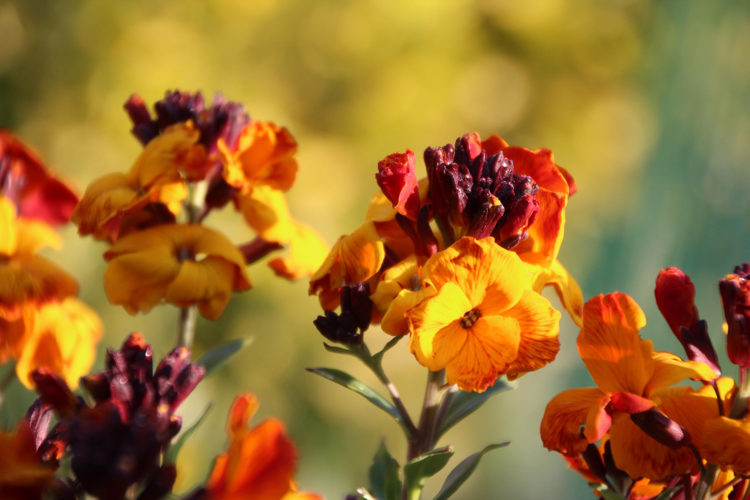 Goldlack (Cheiranthus cheiri) Samen. Heilpflanze, Duftpflanze, Mauerblume (20000 Samen = 22,0g)