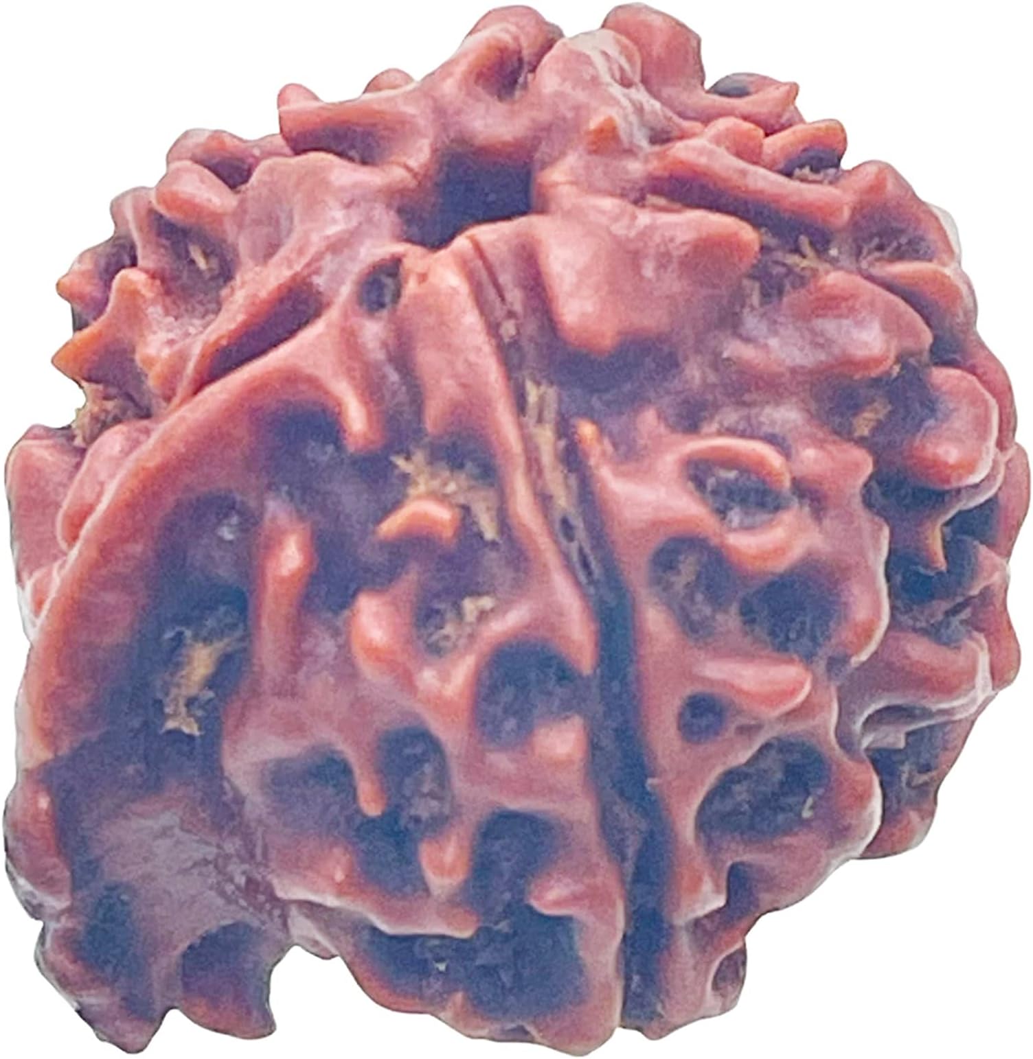 NatchcartNatchcart Ganesha Rudraksha Bead Lab Certified Siddha in Handmade Tassel from Nepal