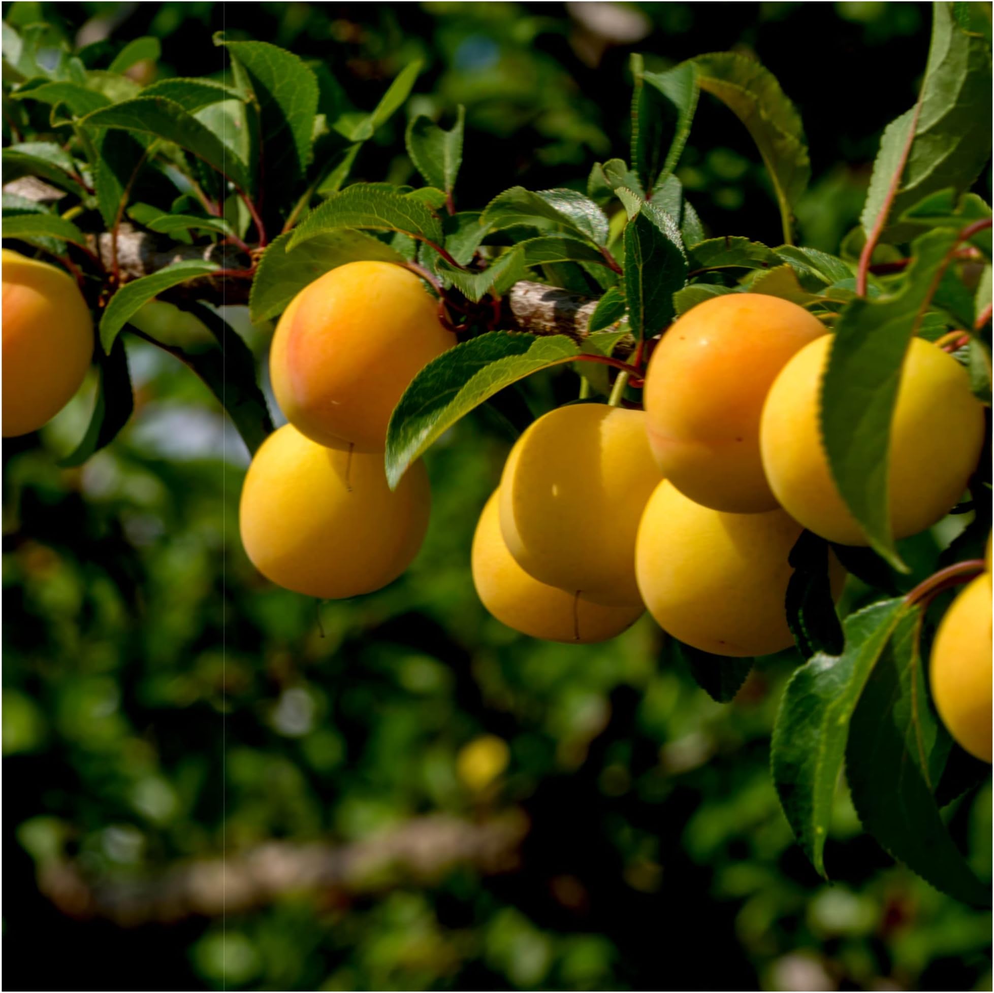 Plum 'Mirabelle de Nancy' 4-5ft Tall in 6L Pot, Self-Fertile Incredibly Sweet Honey Yellow Fruit 3fatpigs®