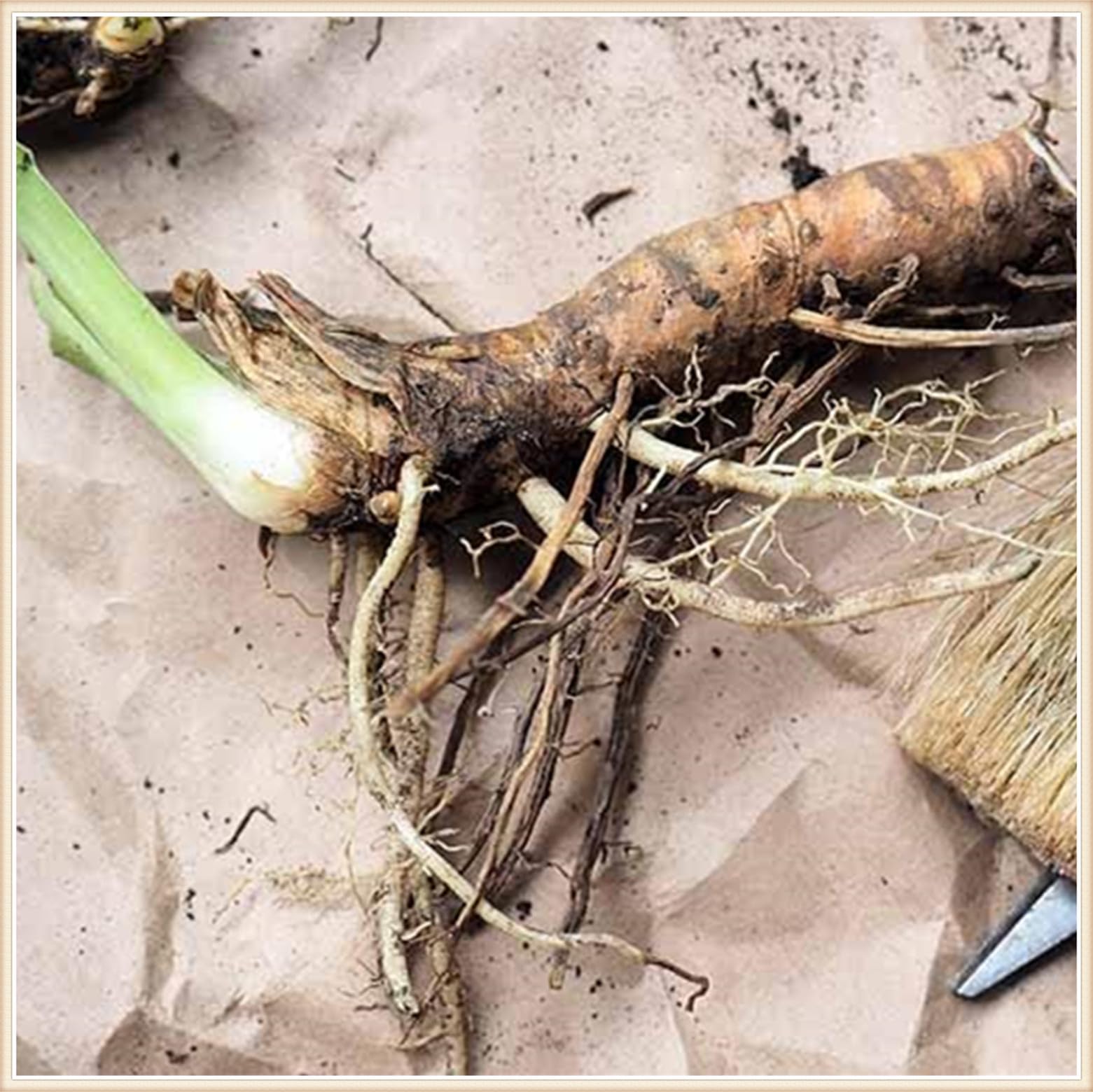 Iris-Rhizom-Überraschend wachsend-Farbenfrohe-kältebeständig, Kein Gießen erforderlich- 15 RIris Schwertlilien -J