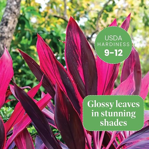 Miniatura 10 de American Plant Exchange Dracaena Marginata Colorama Madagascar Dragon Tree - Planta viva de 6 pulgadas, maceta para interiores y exteriores