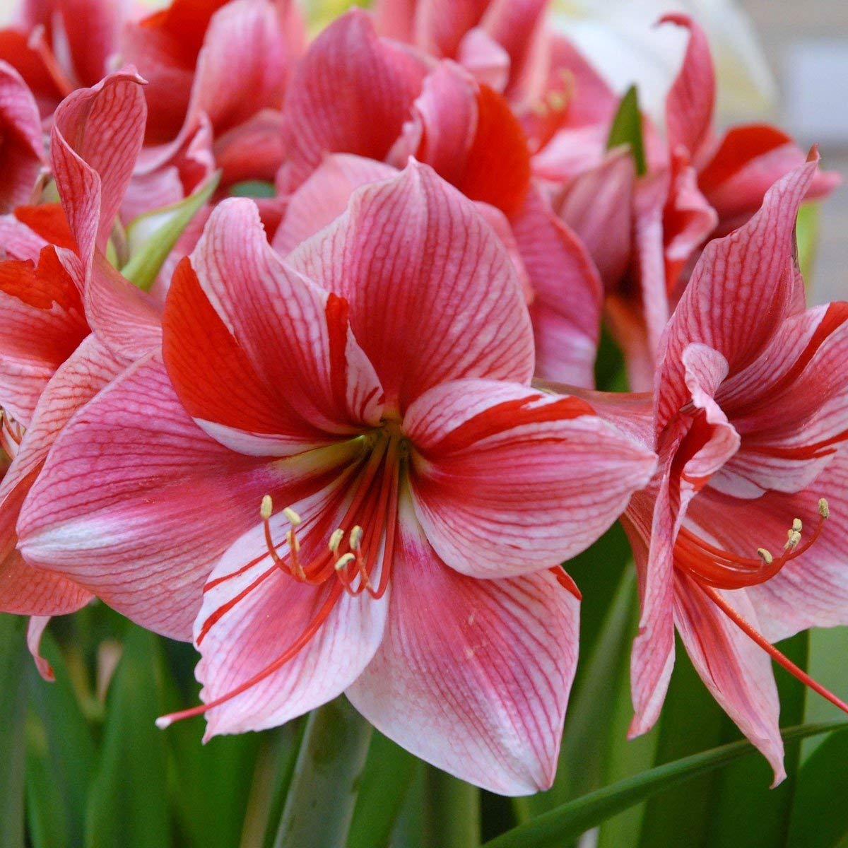 plantogallery Amaryllis Lily Double Flower Bulbs Multi-Color Pack of 2 Bulbs, (PPXBU286)