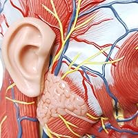 Vista 5 de EVOTECH SCIENTIFIC Modelo neurovascular superficial de media cabeza humana con musculatura, cráneo de cabeza anatómica de tamaño real