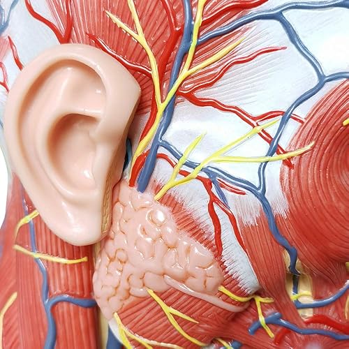 Miniatura 5 de EVOTECH SCIENTIFIC Modelo neurovascular superficial de media cabeza humana con musculatura, cráneo de cabeza anatómica de tamaño real