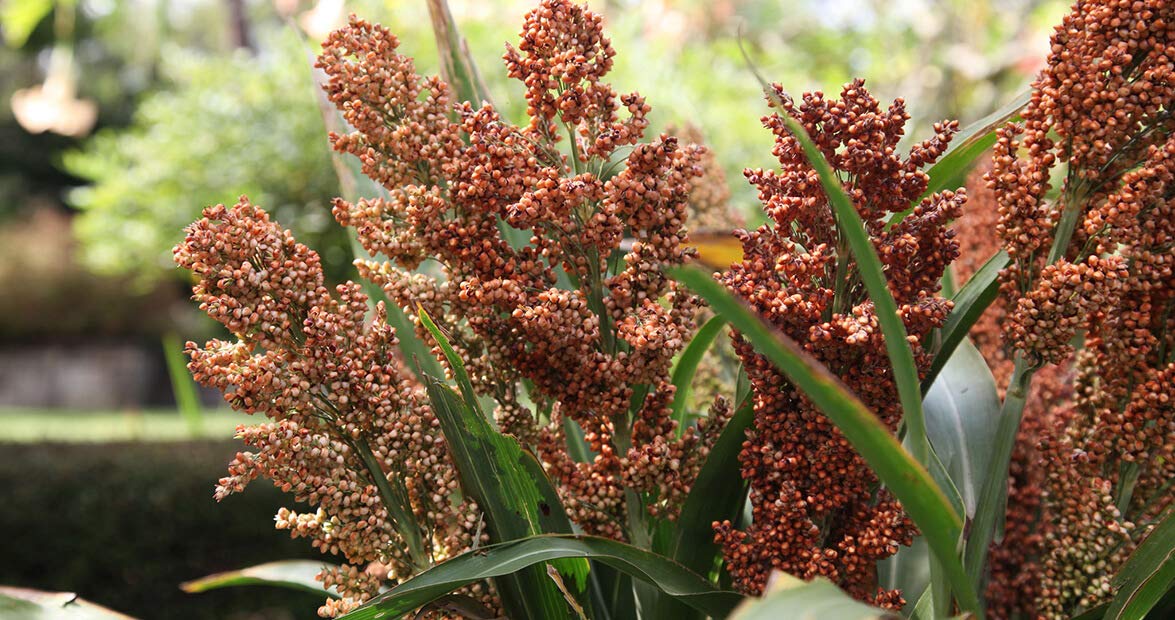 100 Heirloom Early Sumac Sorghum Seeds