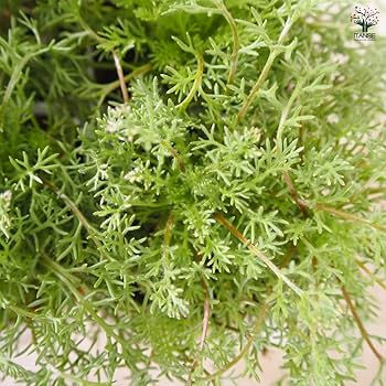 【植物らばー】 Amazon.co.jp: ITANSE コツラ バルバータ(バルバラータ