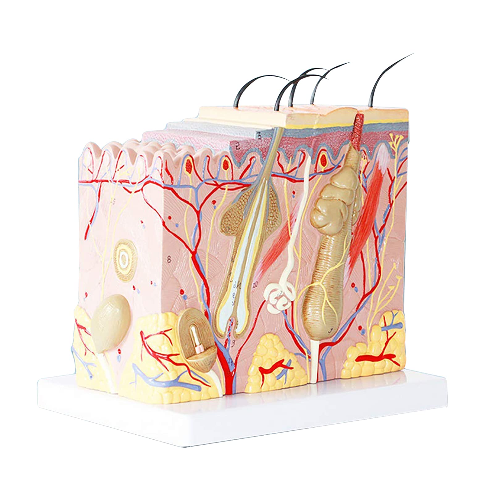 Buy Human Skin Model, Human ment Magnified Tissue Structure, Anatomical