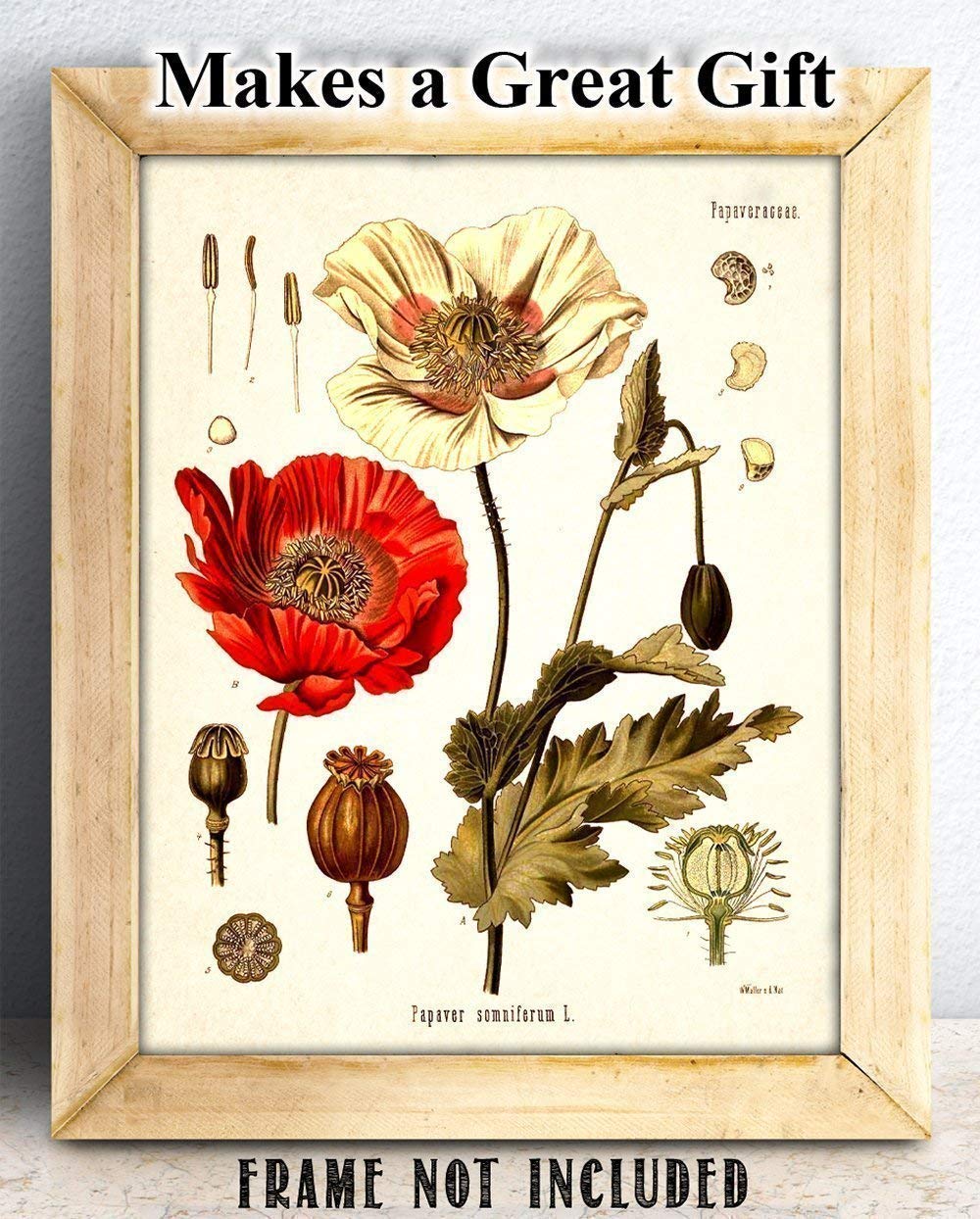 Amazon.com: Opium Poppy Plant Botanical 11x14 Unframed Print
