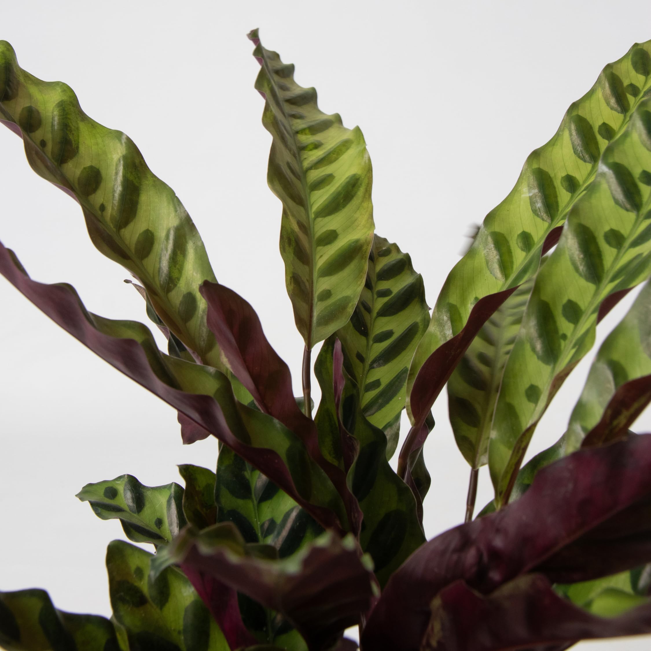 Plant in a Box - Calathea, Philodendron, Strelitzia - Mix of 3 - Green  indoor mix - Green indoor plants - Pot 12 cm - Height 25-40 cm : Amazon.nl:  Garden