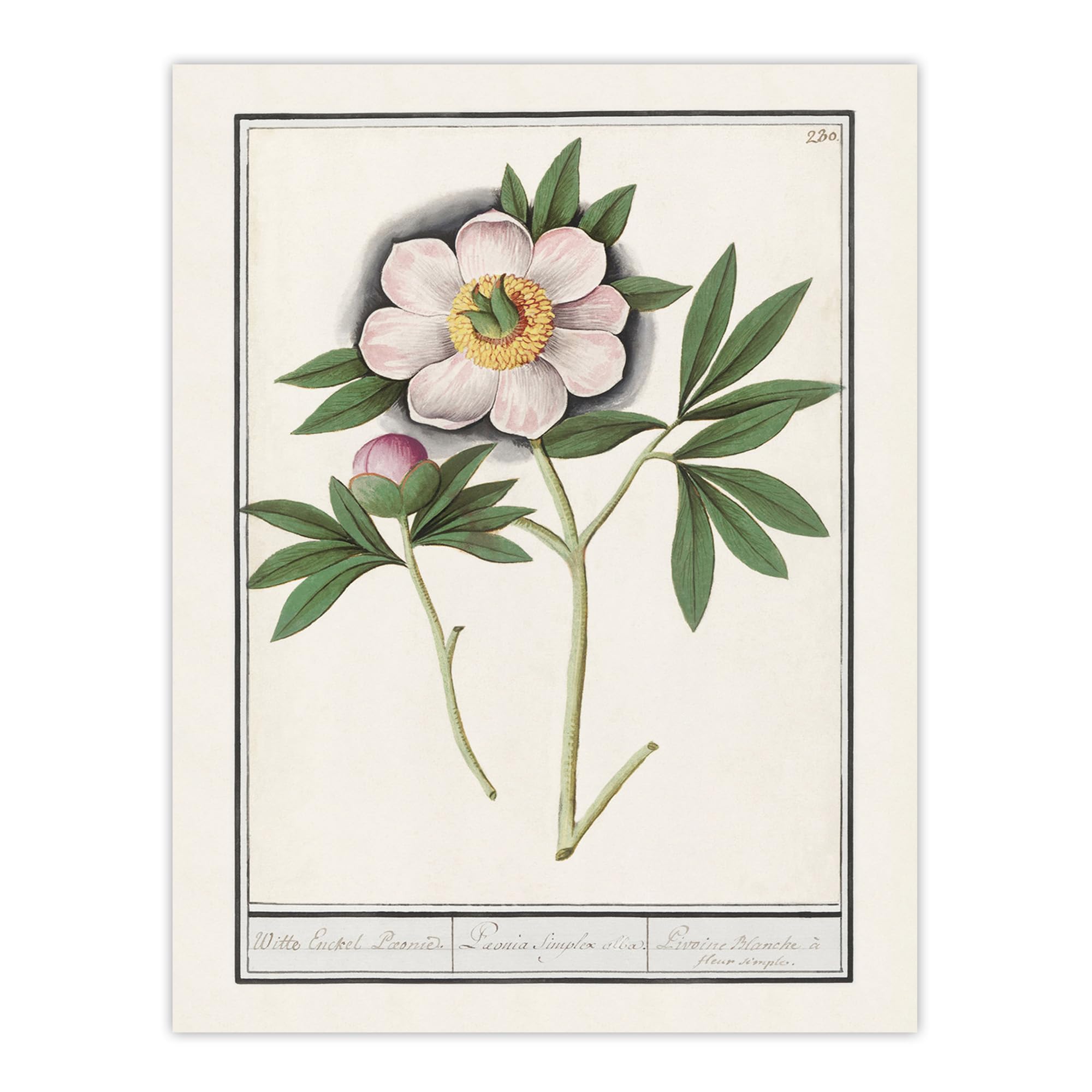 Artery8 Wall Art Print Blooming Peony Flower W12" x H16"