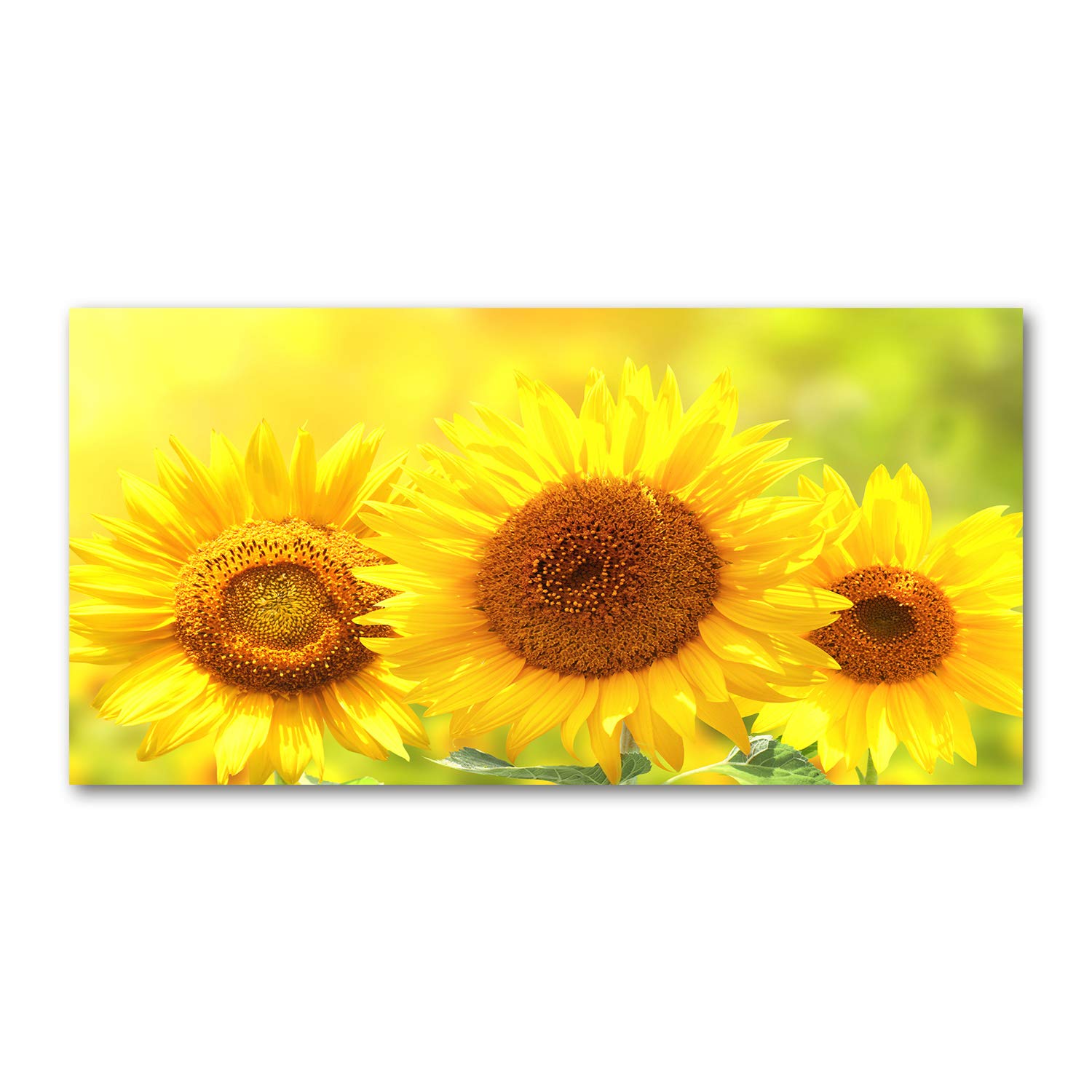 Image tableau photo décorative panoramique fleurs jaunes tournesols 120x60