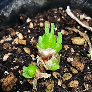 種10粒 モニラリア うさぎの耳 育て方説明書付 多肉植物