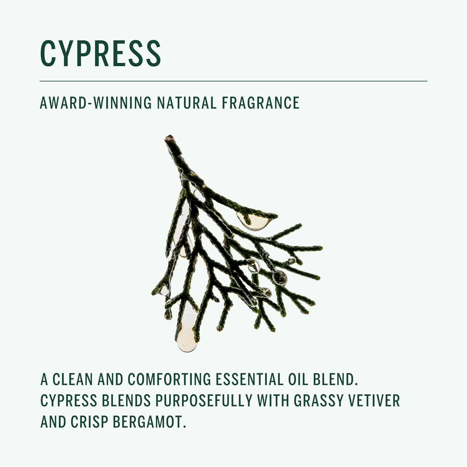 Corpus - Cypress Shampoo | Plant-Based Moisturizing Formula for Hair & Scalp Health | Strengthening for All Hair Types | Sulfate-Free, No Synthetic Fragrance or Parabens (266 ml/ 9 fl oz) - Image 4