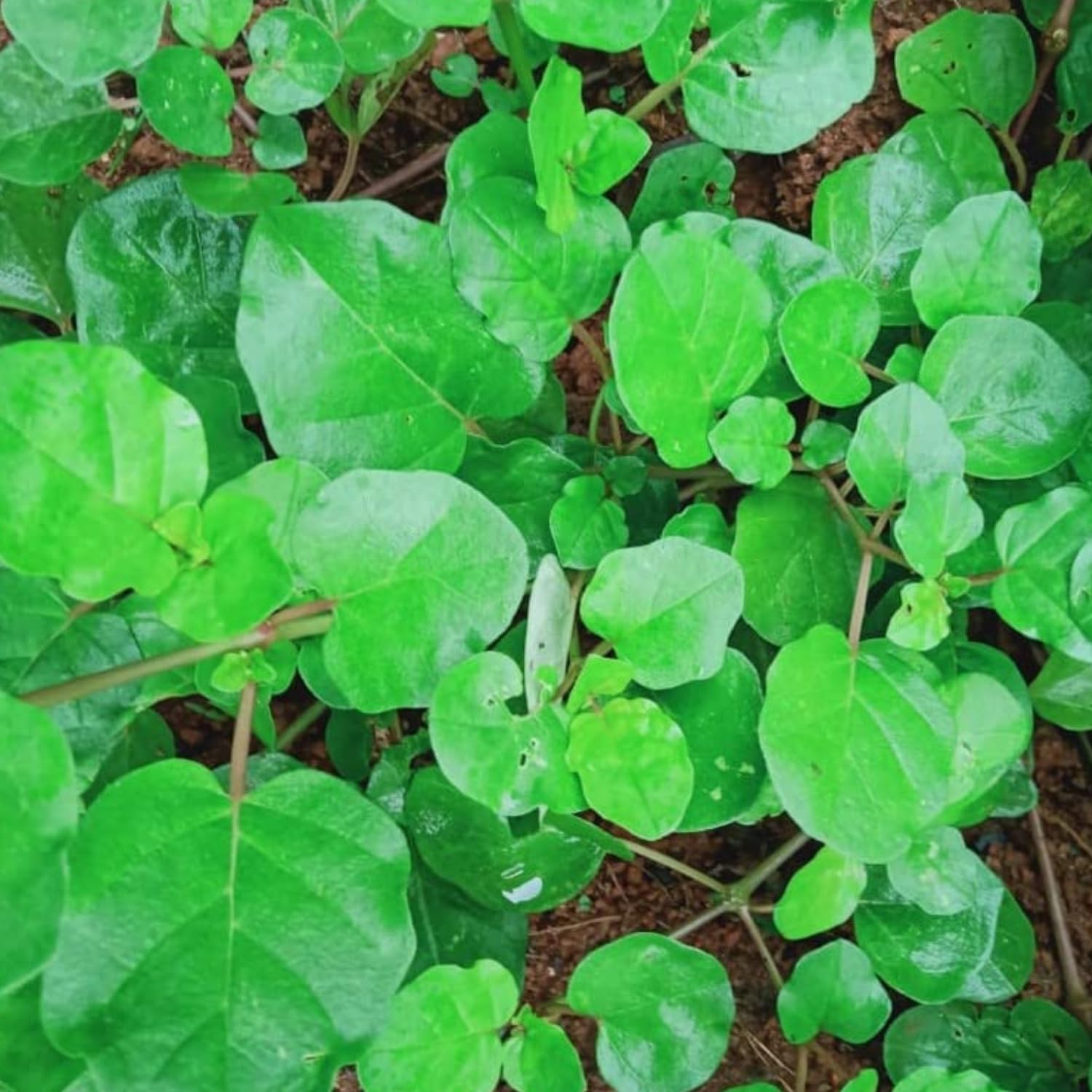 See full amazon price history chart for Hug A Plant | Thazhuthama (Boerhaavia Diffusa) Tamilama/Punarnava/Beshakapore/Medicinal Live Plant (Home & Garden) Hug A Plant | Thazhuthama (Boerhaavia Diffusa) Tamilama/Punarnava/Beshakapore/Medicinal Live Plant (Home & Garden) (B0CJNZ79R5) Amazon Price History, Amazon Price Tracker