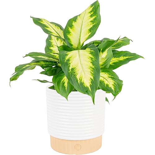 Costa Farms Dieffenbachia Live Plant Indoor, Easy Grow Light and Watering Houseplant, Potted in Indoors Garden Decor Plant Pot, Soil, Grower's Choice, Home and Office Plants Decor, 1 Foot Tall