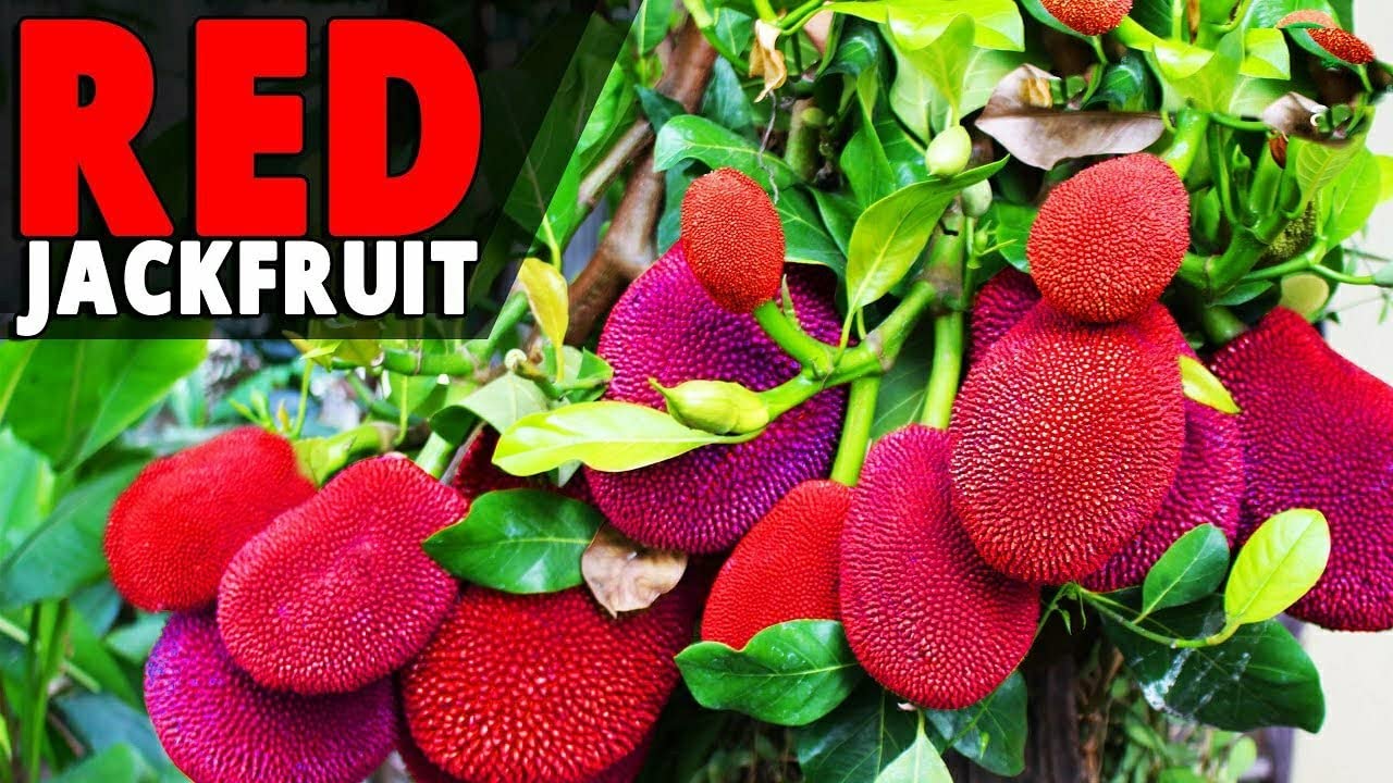 TAJ GARDEN Red JackFruit Tree Plant Hybrid Grafted & Star Furit