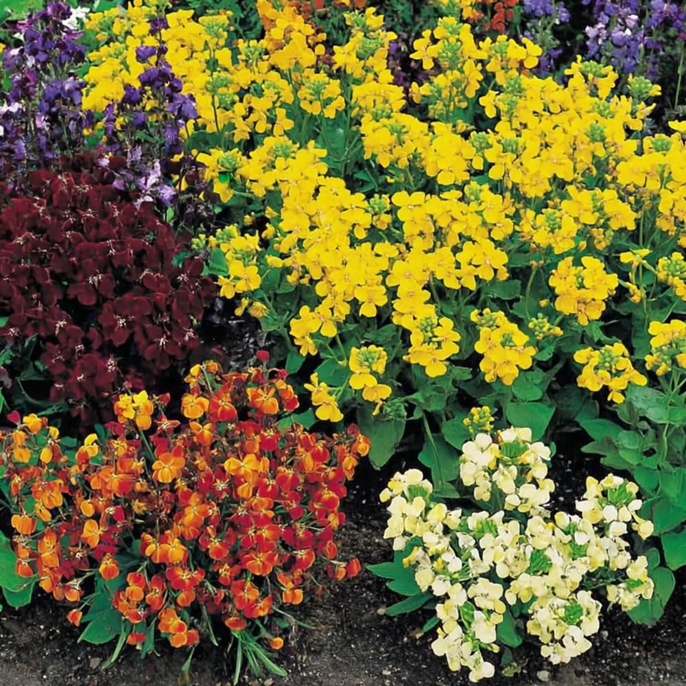 WallFlower Persian Carpet Seeds – RHS Award of Garden Merit – Bright Colour for Early Spring Displays – Hardy Perennial – for Your Beautiful Garden