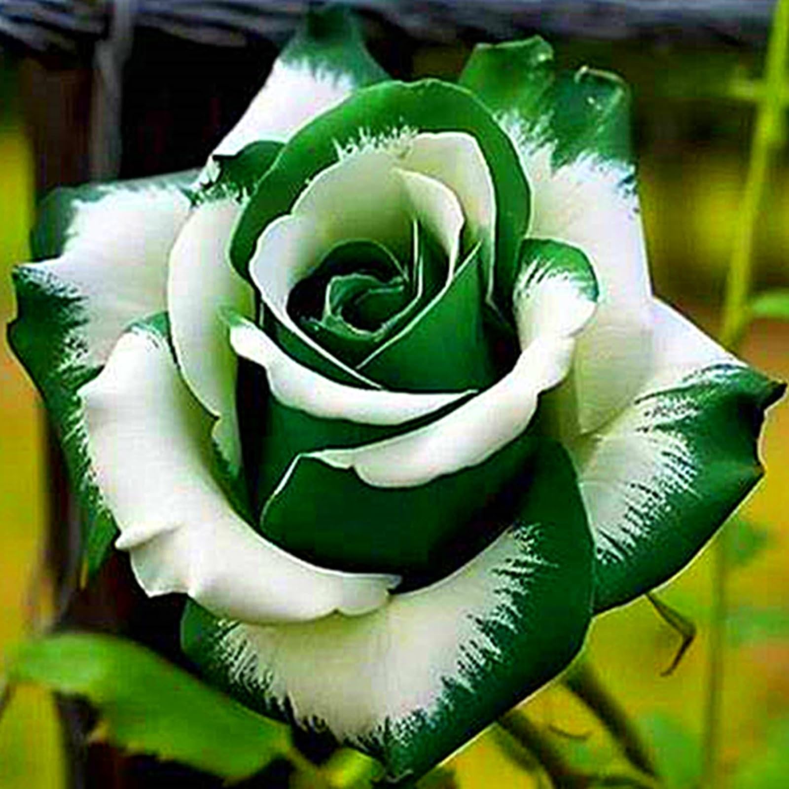 Hardy Perennial Rose Bulbs Mix,Fragrant Garden Rare Roses/Perennial Rose Rhizomes for Home Gardening,Landscape Design Plants,Indoor and Outdoor Potted.-4rhizome-A