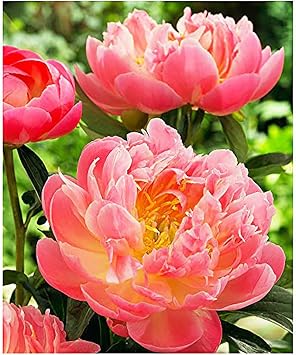 Pink Hawaiian Coral Peony - Semi Double Coral Peony - Large Bare Root 3-5 Eyes